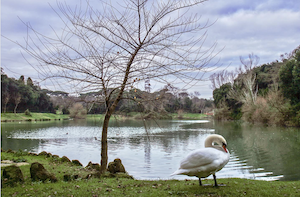 Fotografia di Il cigno di Villa Doria Pamphilj